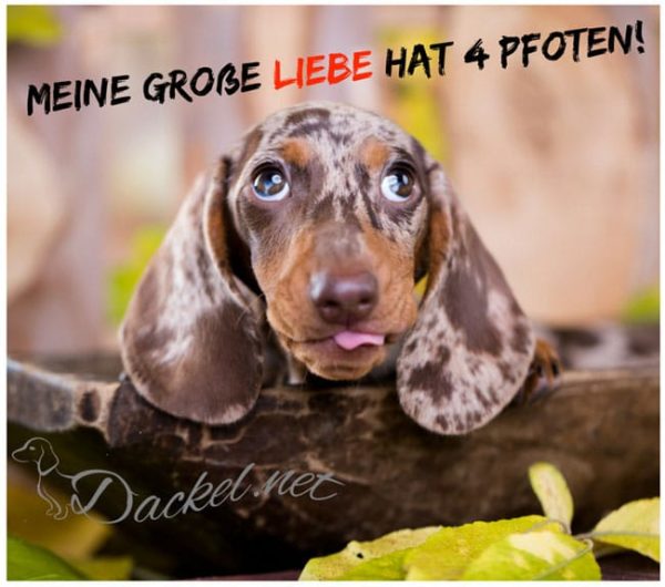 Zitate & Sprüche Archive Dackel sind die Besten