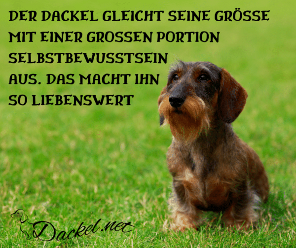 Zitate & Sprüche Archive Dackel sind die Besten