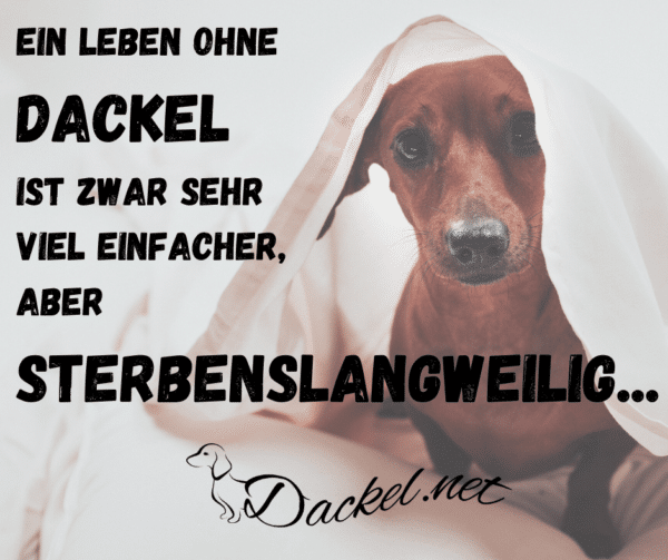 Zitate & Sprüche Archive Dackel sind die Besten