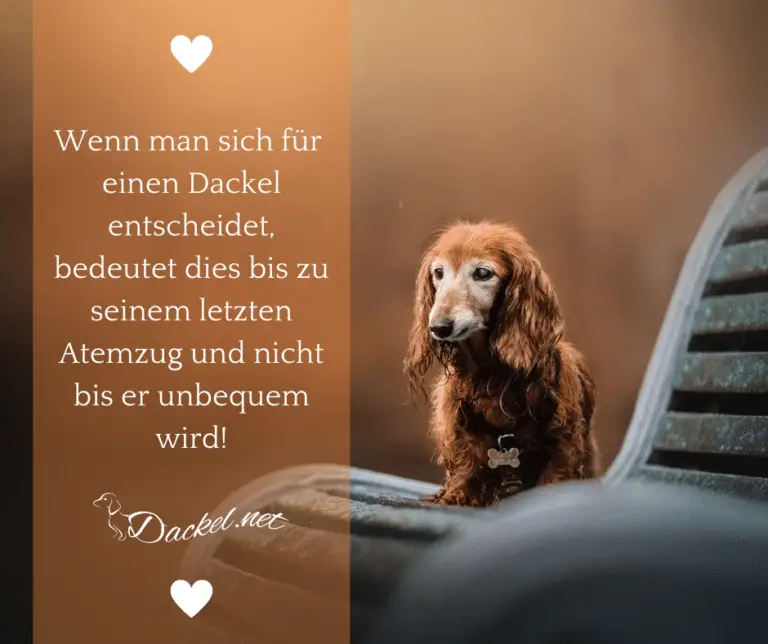 50++ Ein leben ohne hund sprueche , Lebensentscheidung Dackel Dackel sind die Besten