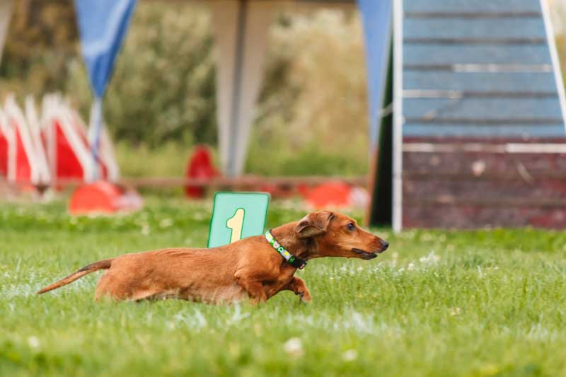 Warum Sind Hundesportarten Eine Tolle M glichkeit Zeit Mit Dem Warum Sind Hundesportarten Eine Tolle M glichkeit Zeit Mit Dem