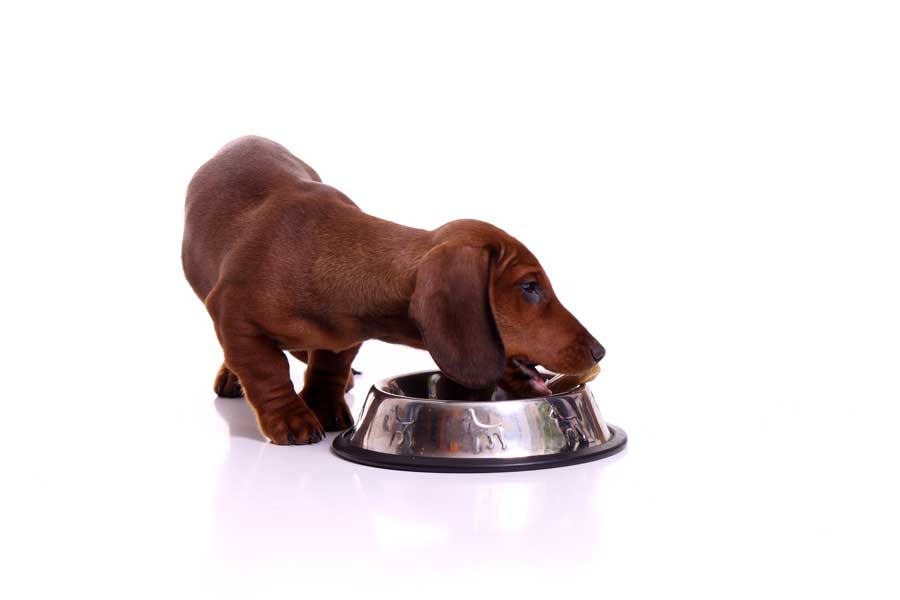gutes-hundefutter-fuer-dackel