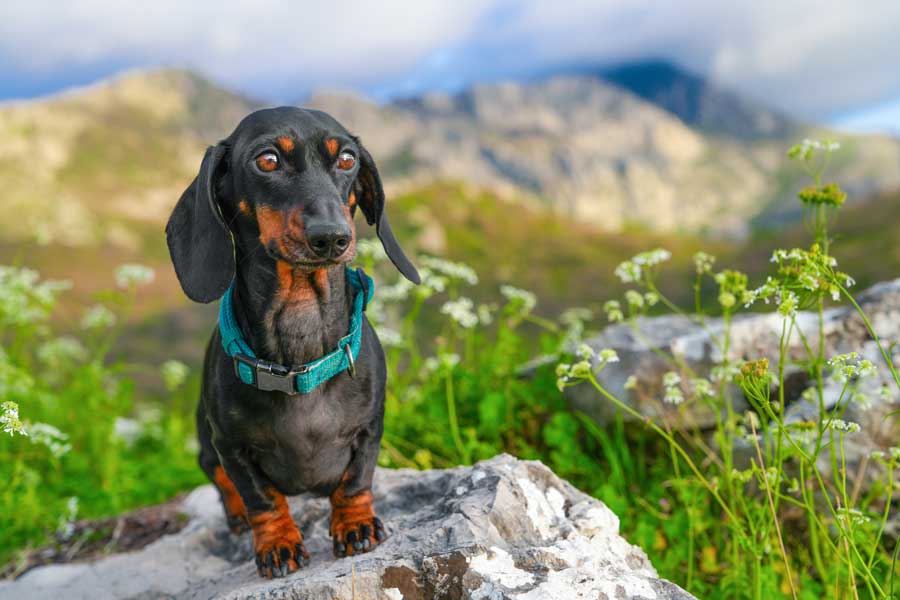 dackel-wandern