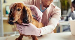 hundeversicherung-auch-im-alter