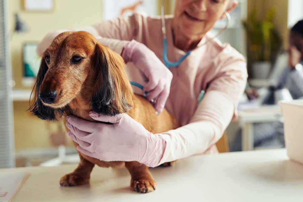 hundeversicherung-auch-im-alter