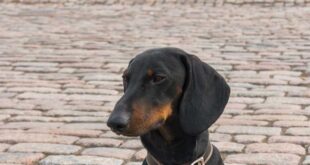 kreuzfahrt-mit-dackel