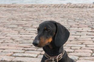 kreuzfahrt-mit-dackel